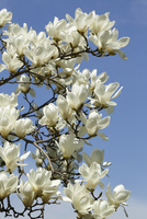 モクレン・ハクモクレン（白木蓮）[10157001774]の写真・イラスト素材