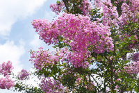 サルスベリ（百日紅）[10157002949]の写真・イラスト素材｜アマナ