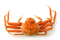 カニ GEXzXFsbAAEcXQl.jpg:large