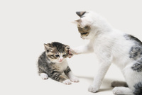 猫パンチ の写真素材 イラスト素材 アマナイメージズ