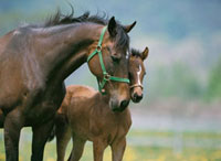 まめ　仲良し馬さん親子♪ 仲良し親子シリーズ . . #馬 #親子 #競馬 #競走馬 #仔馬 #ちび #とねっ