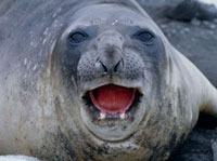 ゾウアザラシ[10171000690]の写真・イラスト素材｜アマナイメージズ