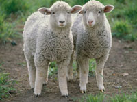 羊二匹 2匹の羊[10172000249]の写真・イラスト素材｜アマナイメージズ