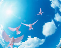 空をイメージする鳥 10179002065.jpg