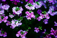 リナリアの花 の写真素材 イラスト素材 アマナイメージズ リナリアの花 の写真素材 イラスト素材 アマナイメージズ
