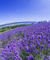 北海道 自然 風景 富良野ラベンダー畑[10190002375]の写真・イラスト