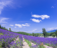 ラベンダー畑の風景写真 北海道 自然 風景 富良野ラベンダー畑[10190002380]の写真・イラスト