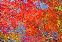 紅葉の木 10211000105.jpg