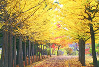 『秋の銀杏並木』 銀杏並木 Images – Browse 4,149 Stock Photos, Vectors, and Video