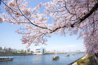 桜と隅田川御花見の屋形船[10222007631]の写真・イラスト素材｜アマナ