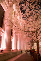 現代アート「桜並木のライトアップ」（3D painting） 観音寺川桜並木 カラフル ライトアップの写真素材 [91557505