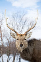 エゾシカの角 エゾジカの角【50cm前後-おまかせ発送-】鹿の角 En: - Not for