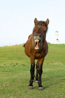あくびする馬の正面 の写真素材 イラスト素材 アマナイメージズ