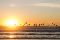 夕焼け鳥の休息 夕焼け鳥の休息