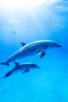 リヤドロ　イルカの親子　LIADRO　イルカ 美品】リヤドロ イルカの親子 LIADRO 極美品‼️ LLADRO リヤドロ