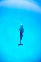 イルカ様 F3-D-ULaYAAofQQ.jpg