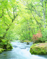 奥入瀬新緑 新緑かおる奥入瀬渓流|日本の絶景 JTB 感動の瞬間（とき）