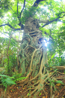 ✨✨✨オキナワアコウ・ガジュマル【◎良品素材】/old tree akou 10247009066.jpg
