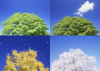 著作権フリー　画像素材集　自然　四季　MIXA IMAGE マイザ　イメージ 10247033552.jpg