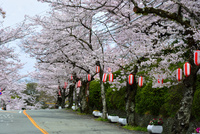 桜満開 池田,五月山公園,満開の桜[10254016130]の写真・イラスト素材｜アマナ