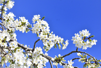サクラ（バラ科サクラ亜科サクラ属の落葉広葉樹）の花と枝とつぼみと空