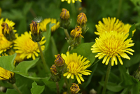 タンポポ様 10261028614.jpg