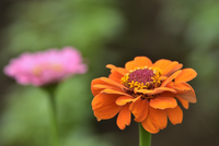 水彩画のヒャク二チソウ花 オレンジ色 ヒャクニチソウ 2