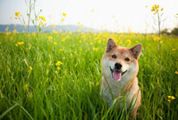 菜の花畑と柴犬 の写真素材 イラスト素材 アマナイメージズ