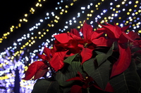 イルミネーションポインセチア 10274003841.jpg