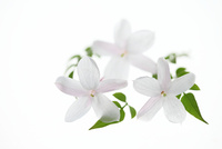 ジャスミン の写真素材 イラスト素材 アマナイメージズ