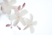 ジャスミン の写真素材 イラスト素材 アマナイメージズ