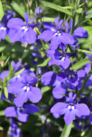 ロベリア の写真素材 イラスト素材 アマナイメージズ