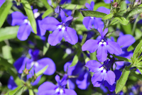 ロベリア の写真素材 イラスト素材 アマナイメージズ