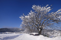 桜の木　冬　絵 桜の木の間の雪の中の狭い道冬の雪の木の風景風景風景明るい装飾