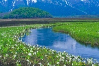 【真作】絵画　小暮成起　日本画4号　尾瀬が原　白樺と水芭蕉の咲く湿原　X102 小暮真望 シルクスクリーン 「水芭蕉と尾瀬ヶ原」 - メルカリ