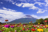 富士山と青い花畑の風景 山中湖花の都公園 見頃・アクセス・駐車場 - 四季折々の花々と