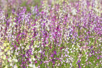 リナリアの花 の写真素材 イラスト素材 アマナイメージズ リナリアの花 の写真素材 イラスト素材 アマナイメージズ