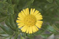 金貨のような黄色の花ゴールドコイン の写真素材 イラスト素材 アマナイメージズ