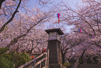 立体アート３点　額縁１点　虎 山の風景 桜風景　cc746 10408002253.jpg