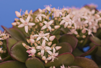 縁起の良い多肉植物「金のなる木」　　（写真R8年2月撮影） 花 多肉植物 縁起の良い名前 金のなる木[10408003665]の写真・イラスト
