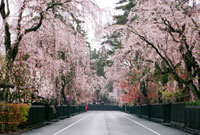 水彩画原画 枝垂れ桜・角館 水彩画原画 枝垂れ桜・角館 ＃631 | iichi 日々の暮らしを