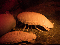 ダイオウグソクムシ の写真素材 イラスト素材 アマナイメージズ