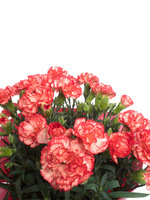 カーネーションの鉢植え の写真素材 イラスト素材 アマナイメージズ