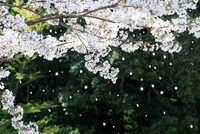 桜散る 桜 桜吹雪 花吹雪 散る アップ 春 合成 ピンク | イラスト・CG