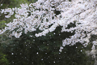 桜散る みるく KMC MissingLink-11 Connector - 11-Speed, Reusable