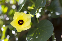 オオハマボウ[10583007317]の写真・イラスト素材｜アマナイメージズ