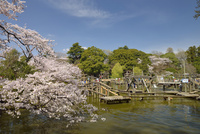 キティ　清水公園　さくらアフロ　根付け　しみず公園 廃盤レア】キティ 2010 しみずこうえん 桜アフロ ご当地 根付