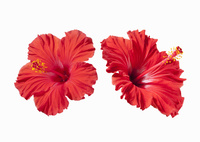 小泉純作 赤いハイビスカス Free shipping 87 園芸2年生🔰初めてのハイビスカス🌺｜そだレポ（栽培レポート