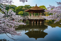 奈良県 浮見堂の桜[10630012736]の写真・イラスト素材｜アマナイメージズ