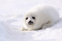 たてごと@あざらし様ご確認用ページです。 タテゴトアザラシ[10693000051]の写真・イラスト素材｜アマナイメージズ